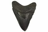 Fossil Megalodon Tooth - South Carolina #332071-1